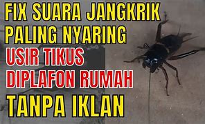 Suara Jangkrik Jaliteng